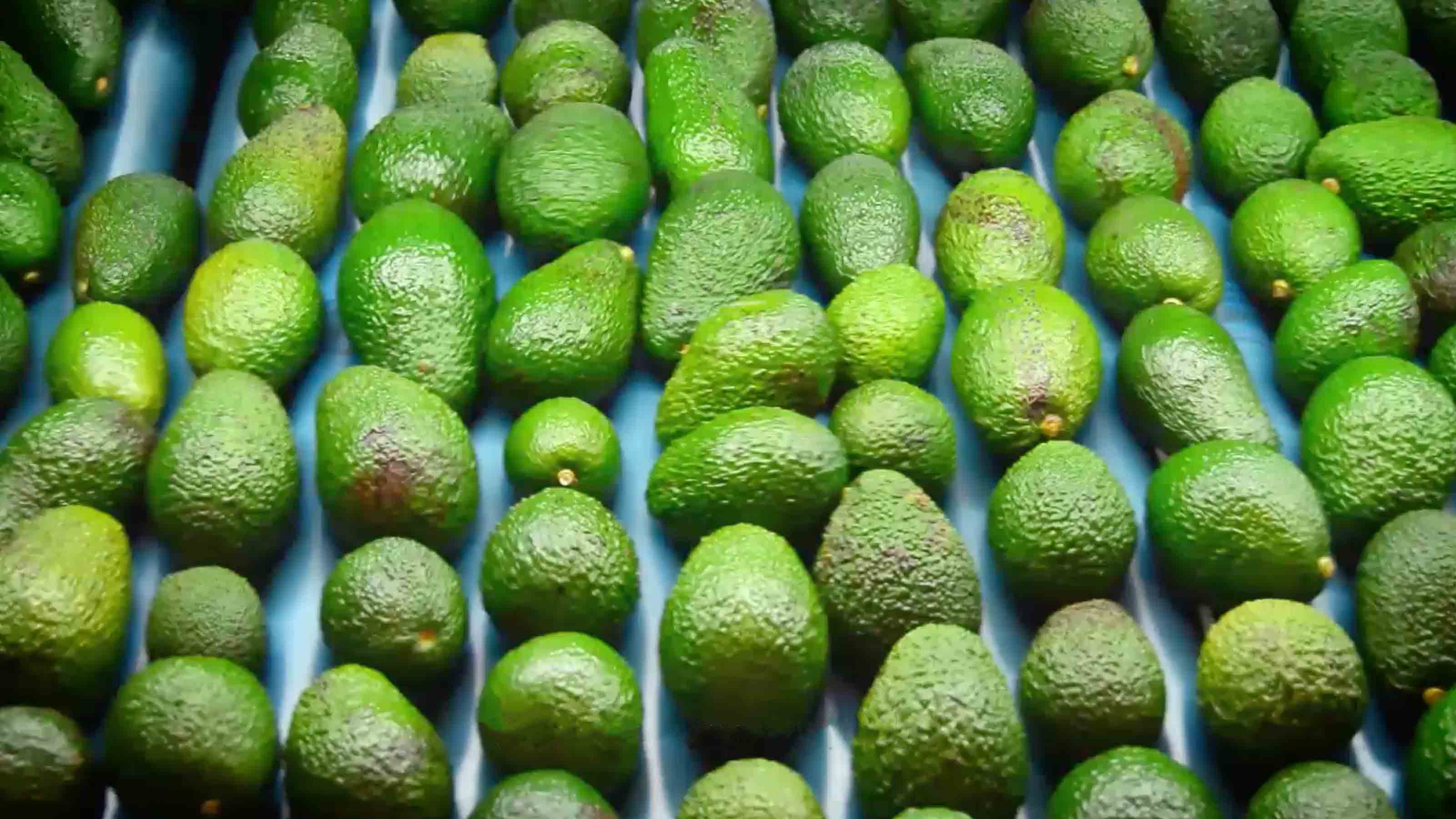 Pile of avocados