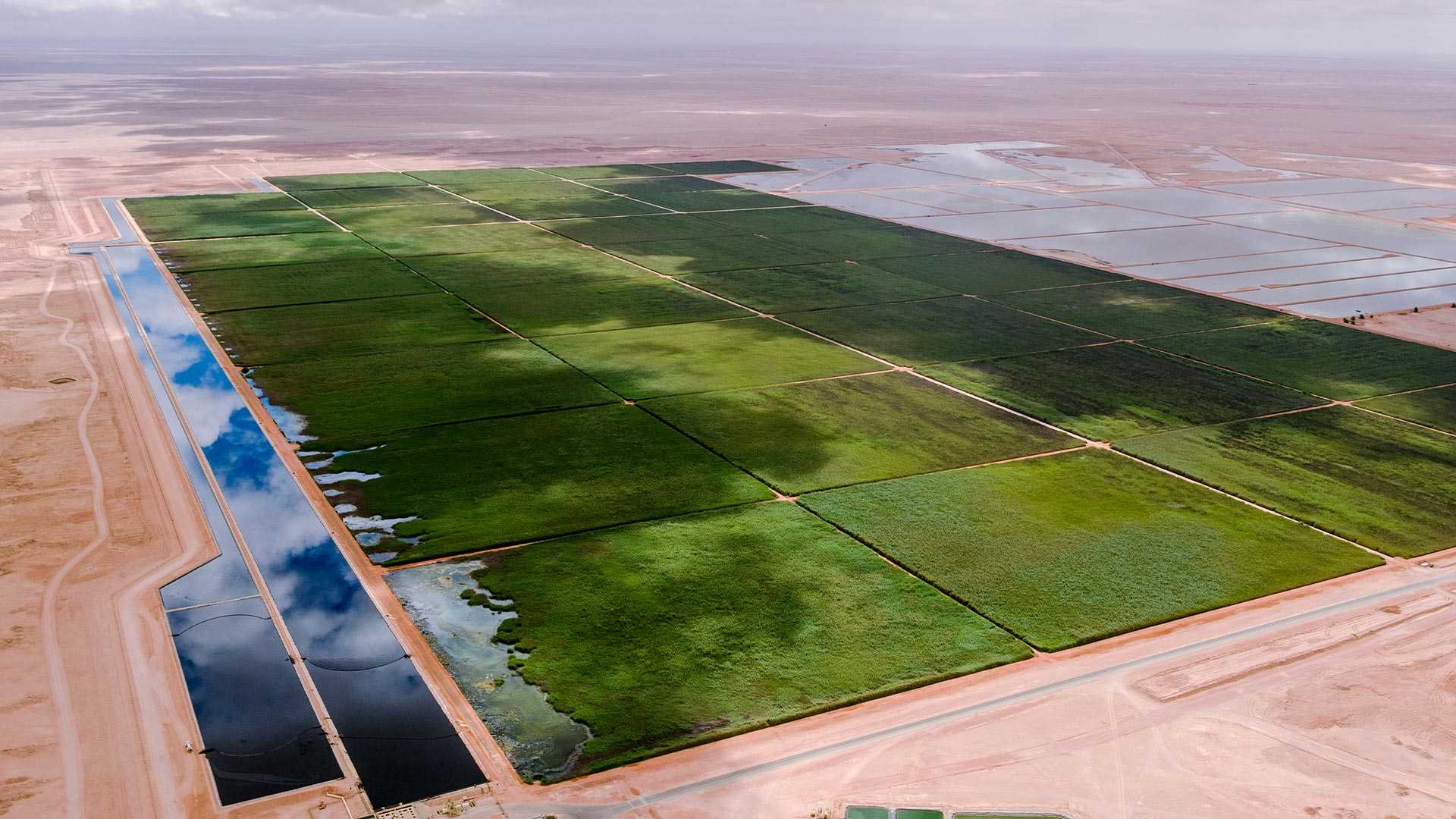 An aerial view of a wetland in a dessert in Oman