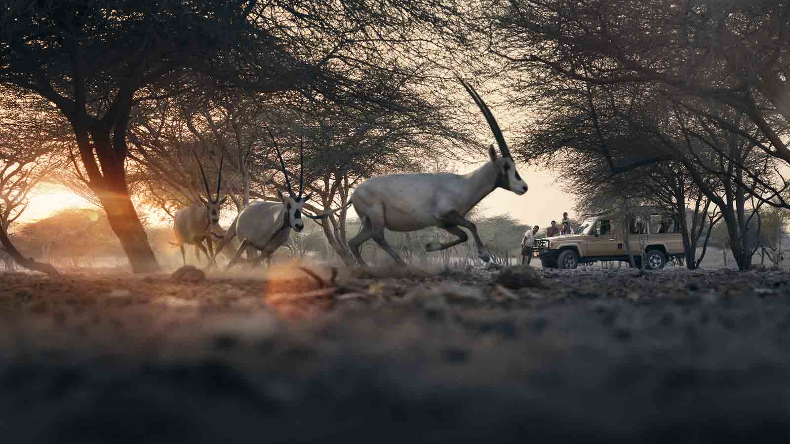 Arabian oryx