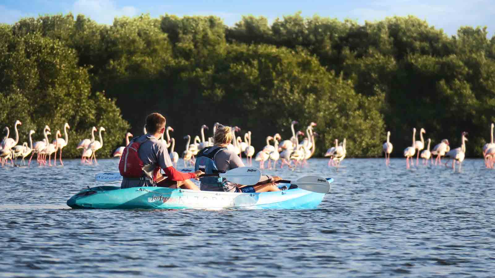 Couple kayaking in the mangroves