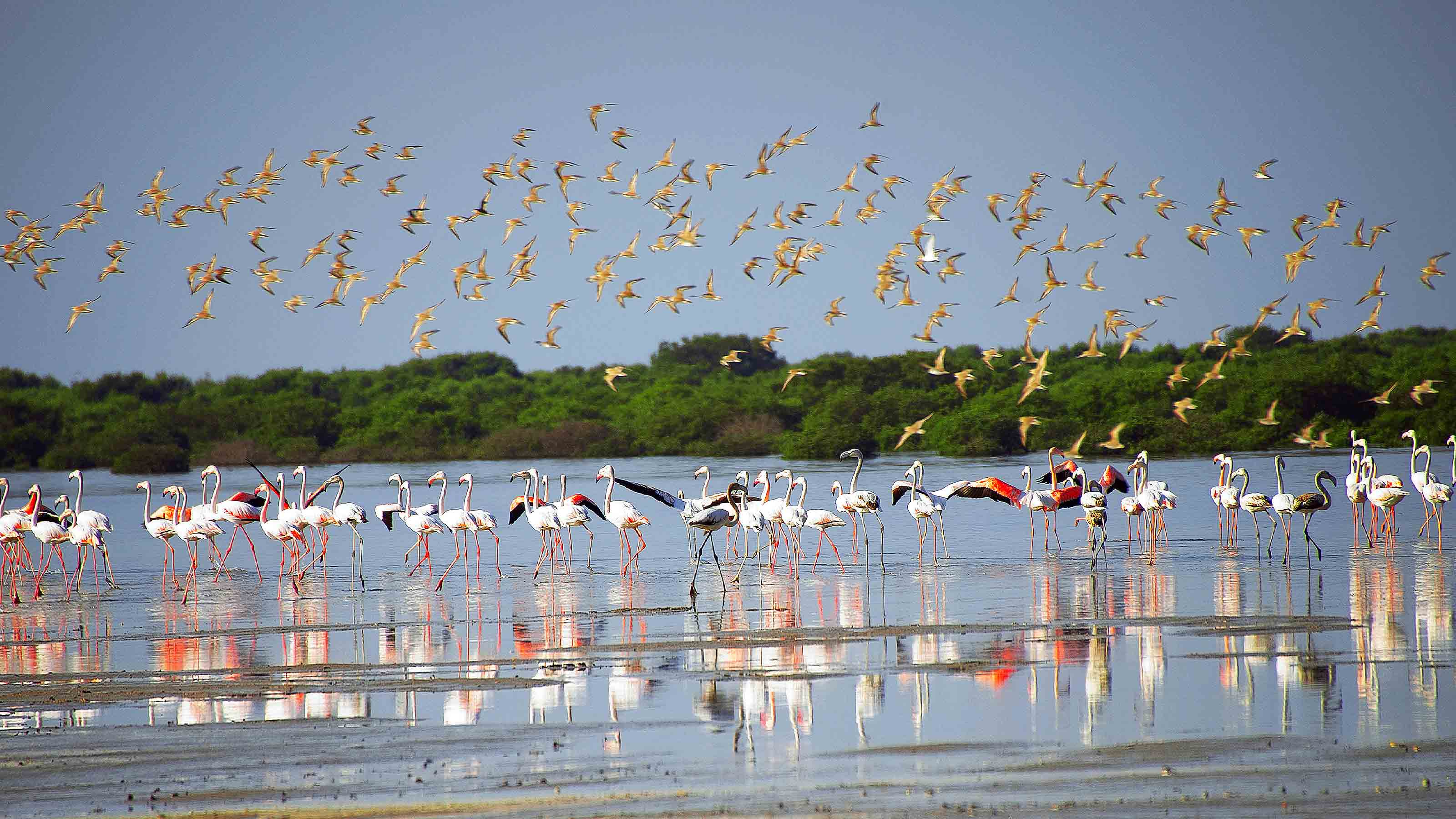 Pink flamingos in the mangrove in Ajman